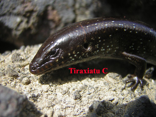 Il biacco non lascia scampo...